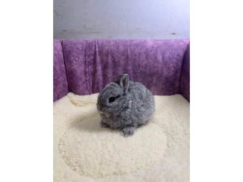 Cüce netherland dwarf yavru tavşanlar