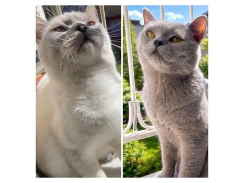 British shorthair bluepoint lilac kedi yavruları adana