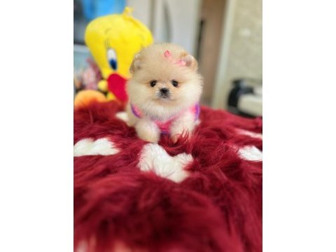 Mini boy prenses pomeranian