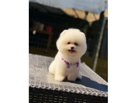 Pamuk şekeri pomeranian boo