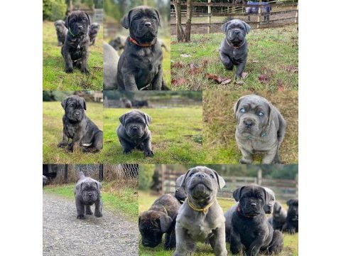 %100 orjinal cane corso yavrular kredi kartı geçerlidir