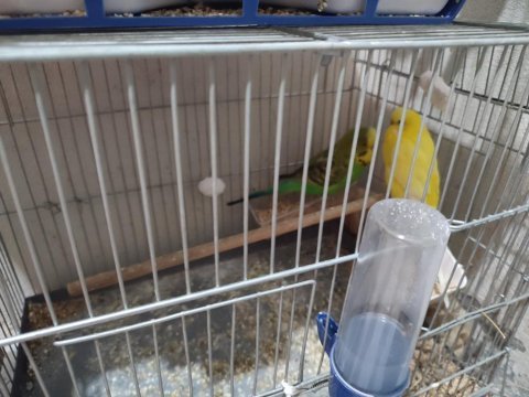 Jumbo orjinal bilezikli kayıtlı dişi iri boy lutino muhabbet