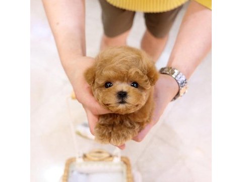Süper zeki toy poodle bebeklerim