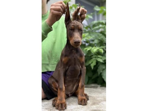 Kızıl king doberman yavru
