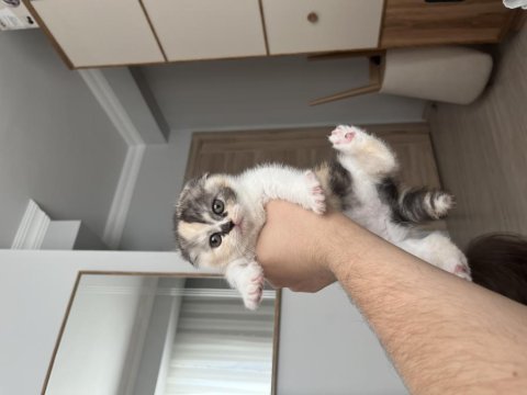 Dişi biblo tricolor scottish fold