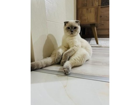 Scottish fold ömürlük yuvasını arıyoruz
