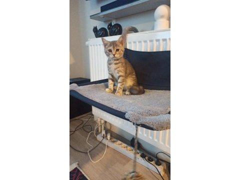1 aylık cins kedi
