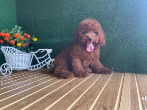 Toy poodle bebekleri referans yavru