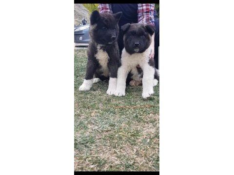 Safkan dişi amerikan akita