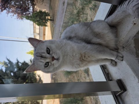 British shorthair kedimiz