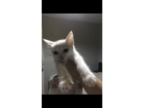 2 aylık ankara kedisi acil sahiplendirme