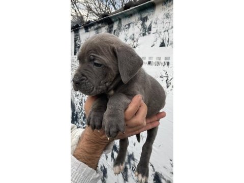 Dev panter blue cane corso yavruları