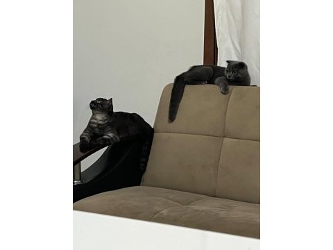 6 aylık safkan scottish fold evde üretim