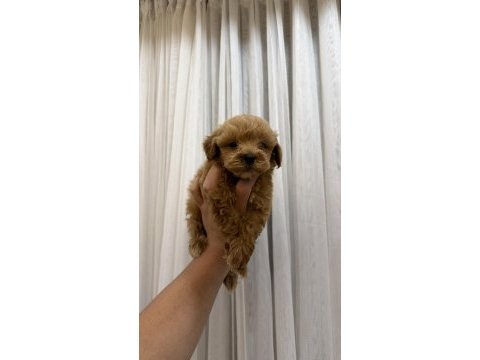 Teacup kore maltipoo yavrusu