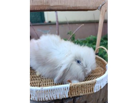 Hollanda teddy lop tavşanı yavrular