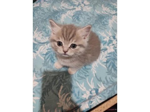 British shorthair minnak yeni yuvasını bekliyor