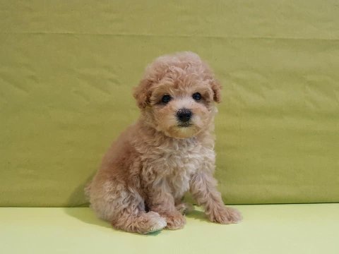 Efsane maltipoo yavruları
