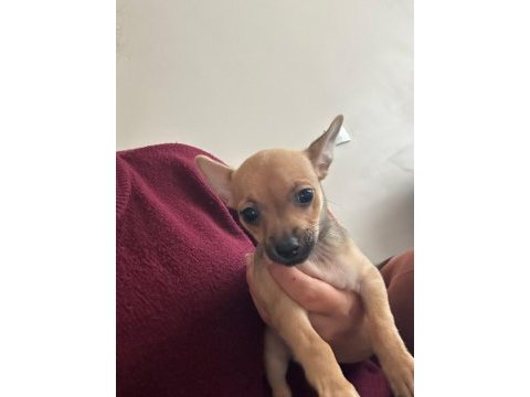 0 numara minyatür pinscher