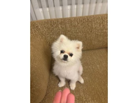 Acil 10 aylık pomeranian