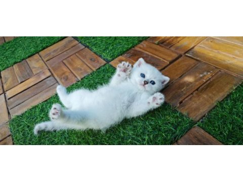 Masmavi boncuk gibi british shorthair yavrular