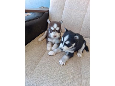 Safkan a kalite tam maske mavigöz husky yavrular
