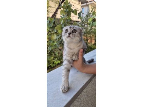 Scottısh fold tabby dişi