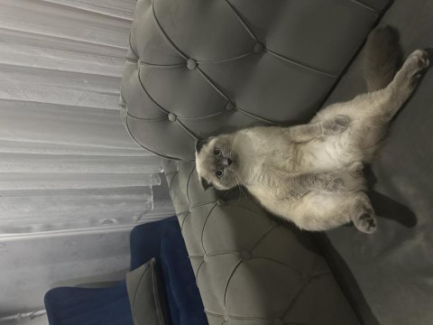 Kısırlaştırılmış ücretsiz