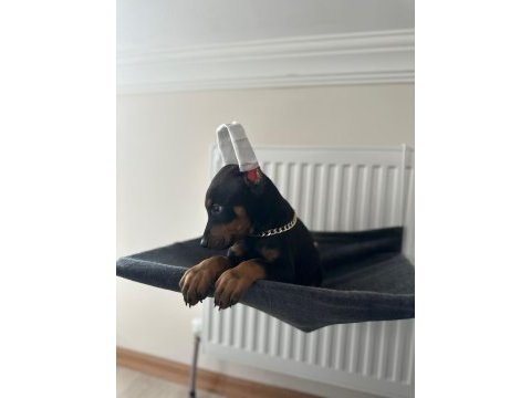 Estetikli veya estetiksiz doberman bebekleri