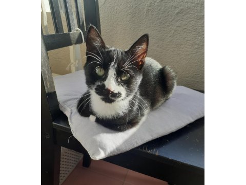 2 aylık yavru smokin tuxedo cinsi annesi öldü yuva olun