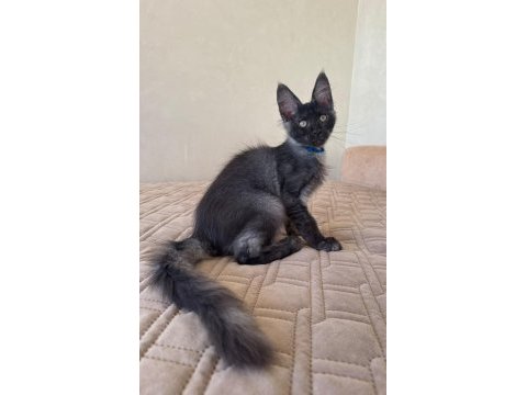 Maine coon erkek ns wcf