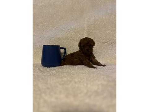 Toy mini poodle bebeklerimiz