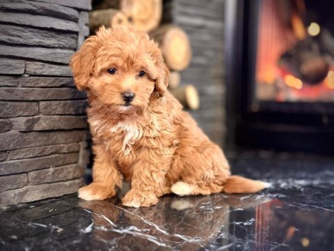 Maltipoo bebeklerimiz enfes güzellikte
