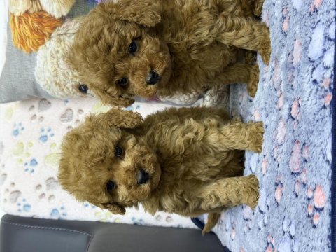 Safkan kore poodle yavrularımız yeni yuvalarını