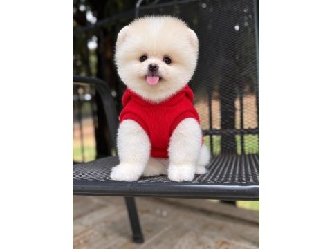 Dişi ve erkek 2.5 aylık pomeranian