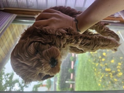 A kalite f2 maltipoo erkek yavrular