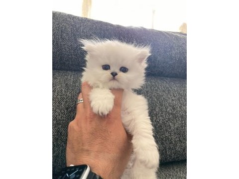 Safkan british longhair ve fold yavrular