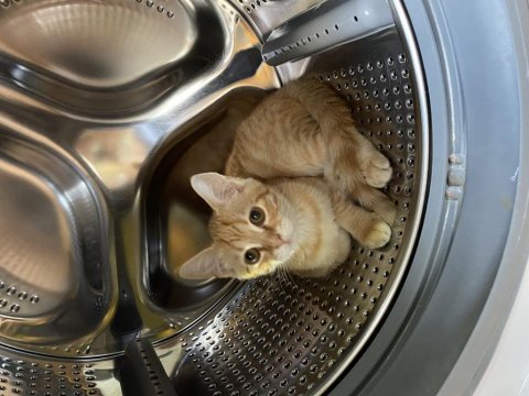 Adana içi acil sahiplendirme british shorthair melezi