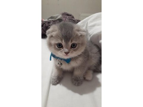 Scottish fold