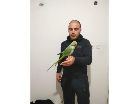 Özel tür alexander papağanı isteyenlere