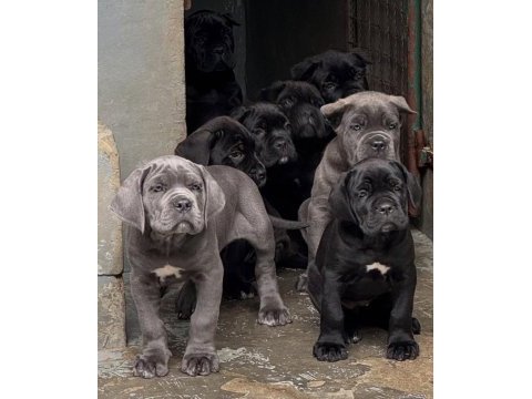 Izin belgeli üretim çiftliğinden cane corso kapıda öde