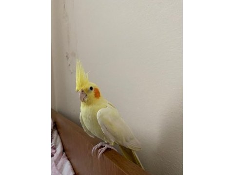 Sarı sultan papağanı 1,5 yaşında