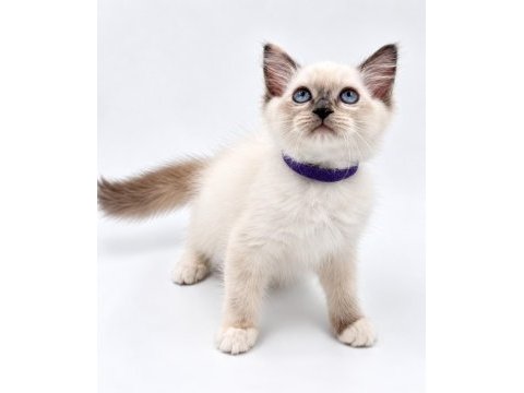 Yavru ragdoll kedilerimiz