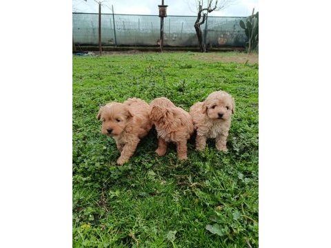 Poodle ayarında maltipoo yavrular