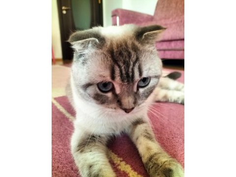 Scottish fold 1.5 yaşında
