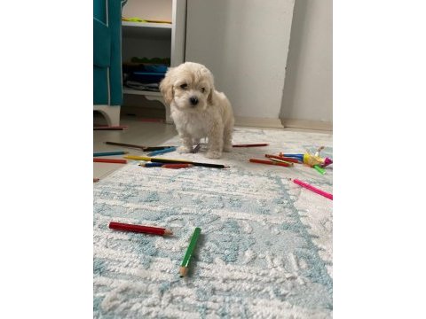 Orjinal maltese terrier yavrularımız