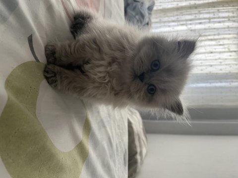 2 aylık blue point kedimiz
