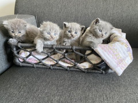 Gri british shorthair yavrular