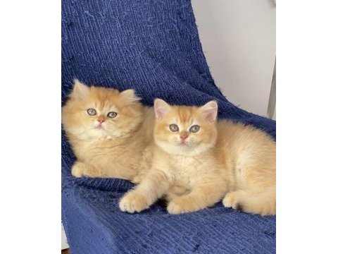 British golden ny 12 ve black golden