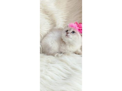 British shorthair kedisi