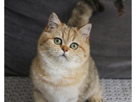 Evinize güneş doğacak safkan scottısh